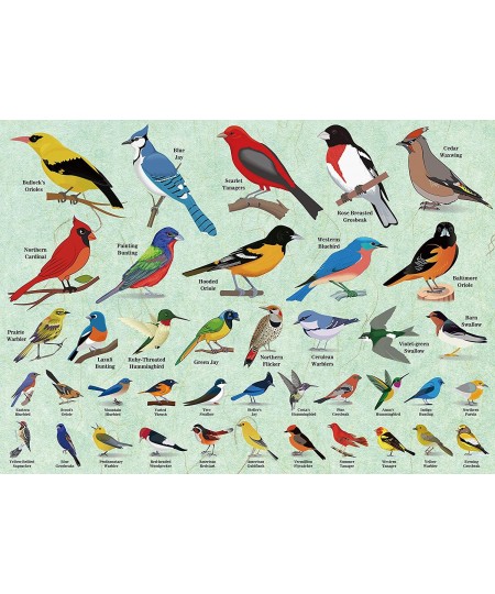 Bird Puzzles for Adults 1000 Pieces and Up Hummingbird Puzzle Featuring 40 Colorful Birds of North America Animal Jigsaw Puzz...