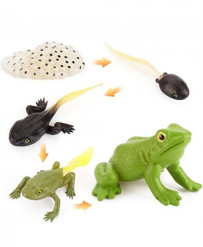 Tadpole Frog Kit Frog Life Cycle Toys Plastic Grow Frogs Fake Frog Figure Frog Toy Toddler Frogs Kids Learning Educational Ai...