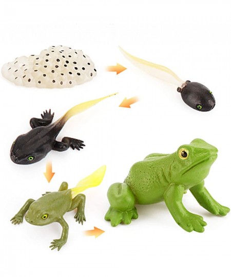 Tadpole Frog Kit Frog Life Cycle Toys Plastic Grow Frogs Fake Frog Figure Frog Toy Toddler Frogs Kids Learning Educational Ai...