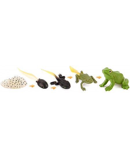 Tadpole Frog Kit Frog Life Cycle Toys Plastic Grow Frogs Fake Frog Figure Frog Toy Toddler Frogs Kids Learning Educational Ai...