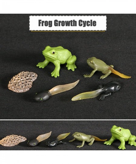 Tadpole Frog Kit Frog Life Cycle Toys Plastic Grow Frogs Fake Frog Figure Frog Toy Toddler Frogs Kids Learning Educational Ai...