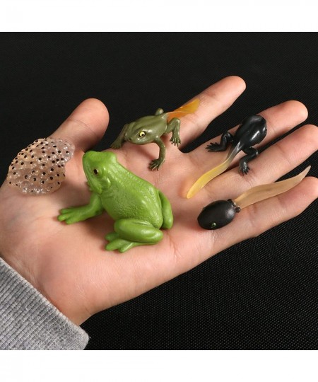 Tadpole Frog Kit Frog Life Cycle Toys Plastic Grow Frogs Fake Frog Figure Frog Toy Toddler Frogs Kids Learning Educational Ai...