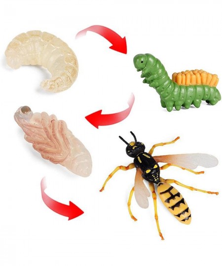 Unknown Life Cycle of a Wasp Nature Insects Life Cycles Growth Model Game Prop Simulation Insect Animal Natural Education Toy...