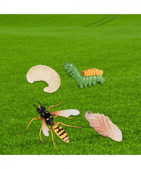 Unknown Life Cycle of a Wasp Nature Insects Life Cycles Growth Model Game Prop Simulation Insect Animal Natural Education Toy...