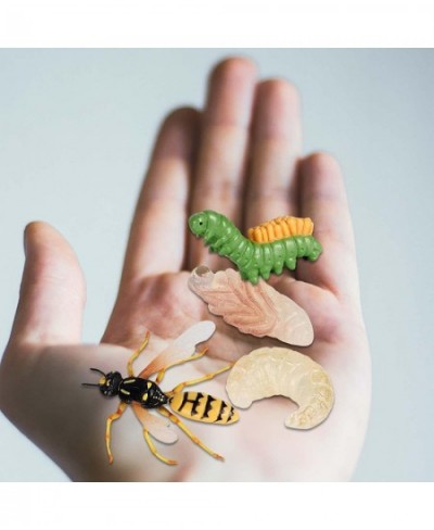 Unknown Life Cycle of a Wasp Nature Insects Life Cycles Growth Model Game Prop Simulation Insect Animal Natural Education Toy...