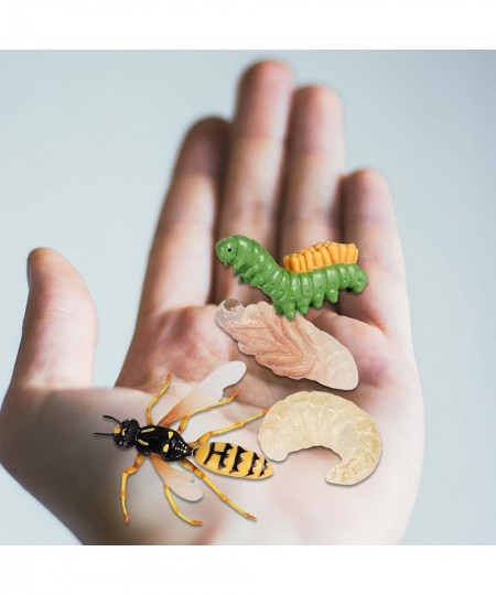 Unknown Life Cycle of a Wasp Nature Insects Life Cycles Growth Model Game Prop Simulation Insect Animal Natural Education Toy...