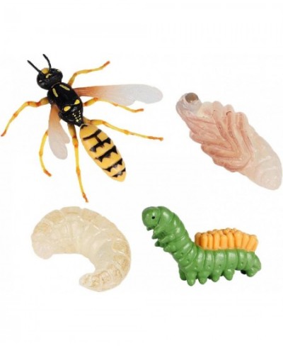 Unknown Life Cycle of a Wasp Nature Insects Life Cycles Growth Model Game Prop Simulation Insect Animal Natural Education Toy...