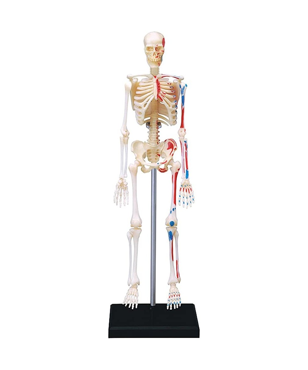 4D VISIONS MODELS Visible Human Skeleton Anatomy Kit One Color $43.36 - Educational Science Kits