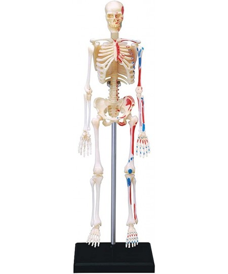 4D VISIONS MODELS Visible Human Skeleton Anatomy Kit One Color $43.36 - Educational Science Kits