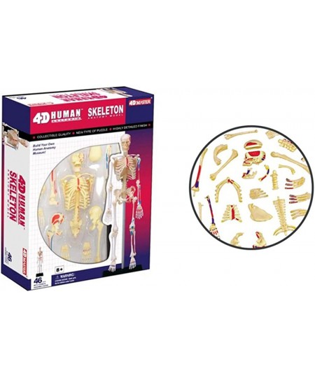 4D VISIONS MODELS Visible Human Skeleton Anatomy Kit One Color $43.36 - Educational Science Kits