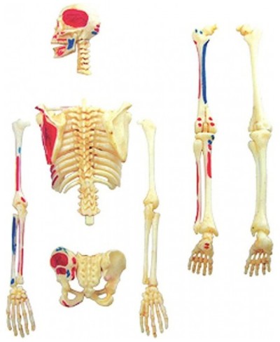 4D VISIONS MODELS Visible Human Skeleton Anatomy Kit One Color $43.36 - Educational Science Kits