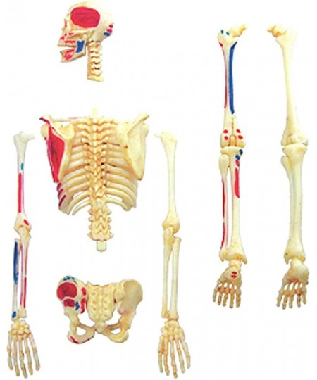 4D VISIONS MODELS Visible Human Skeleton Anatomy Kit One Color $43.36 - Educational Science Kits