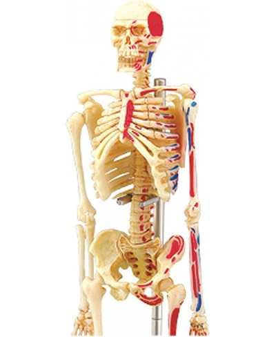 4D VISIONS MODELS Visible Human Skeleton Anatomy Kit One Color $43.36 - Educational Science Kits