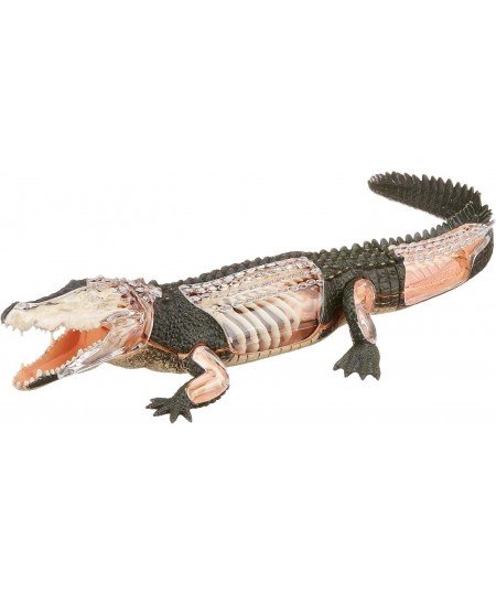 Famemaster 4D Vision Crocodile Anatomy Model $45.92 - Educational Science Kits