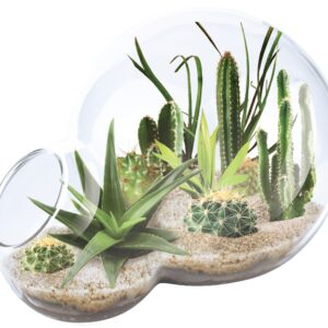 Unique Gardener Double Sphere Glass Terrarium - Desert Escape Kit