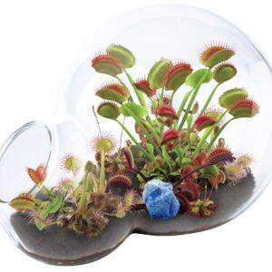 Unique Gardener Double Sphere Carnivorous Plant Terrarium Kit
